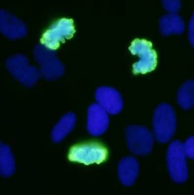 Immunocytochemistry/ Immunofluorescence: HIST1H3A [p Ser10] Antibody [NB100-97852]